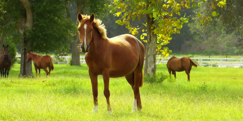 Farm Inspection in Dunnellon, Florida