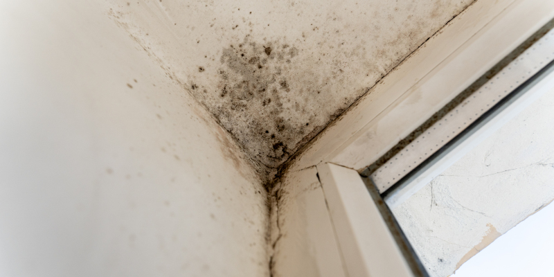 3 Key Benefits of Professional Mold Testing